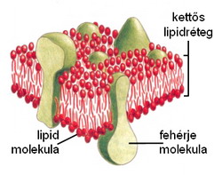 hogyan égethető zsír lipidek)